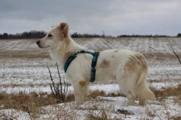 Maxwell - wartet in 07907 Schleiz