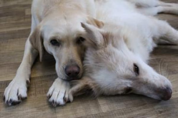 Maxwell - wartet in 07907 Schleiz