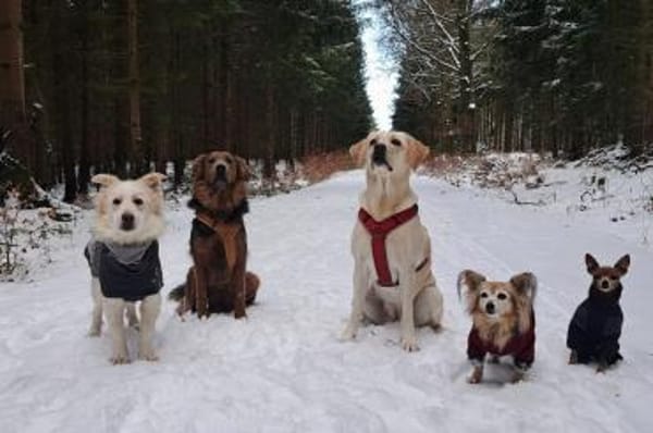 Maxwell - wartet in 07907 Schleiz