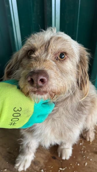 Bimbo - liebevoller Rüde