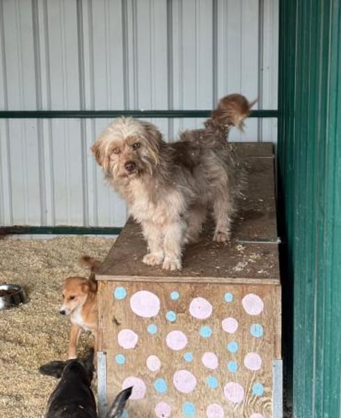 Bimbo - liebevoller Rüde