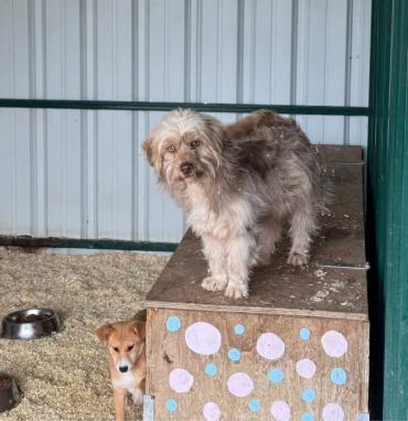 Bimbo - liebevoller Rüde