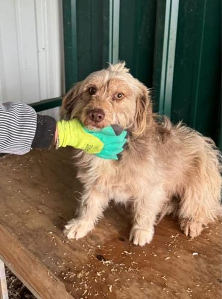 Bimbo - liebevoller Rüde