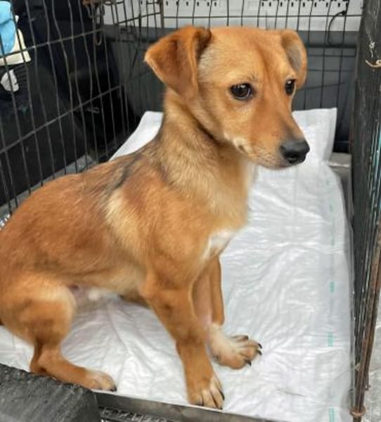 Flummy - Liebevoller kleiner Begleiter