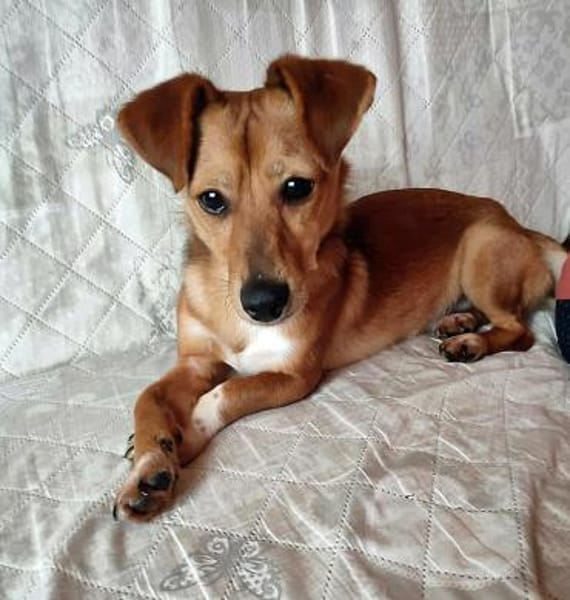 Flummy - Liebevoller kleiner Begleiter