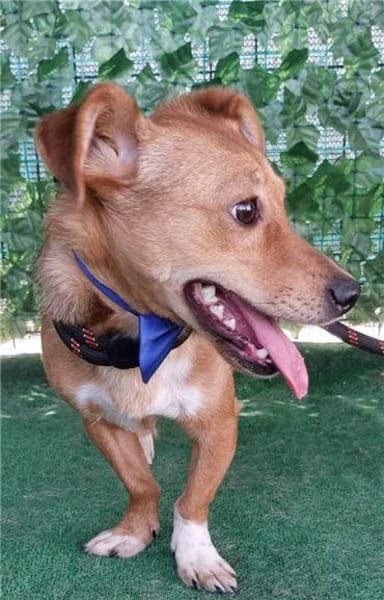 Flummy - Liebevoller kleiner Begleiter