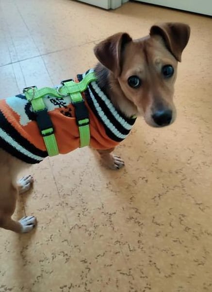 Flummy - Liebevoller kleiner Begleiter