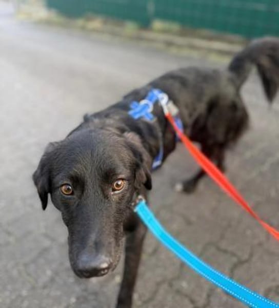 Tito  sensibler Kuschelfreund