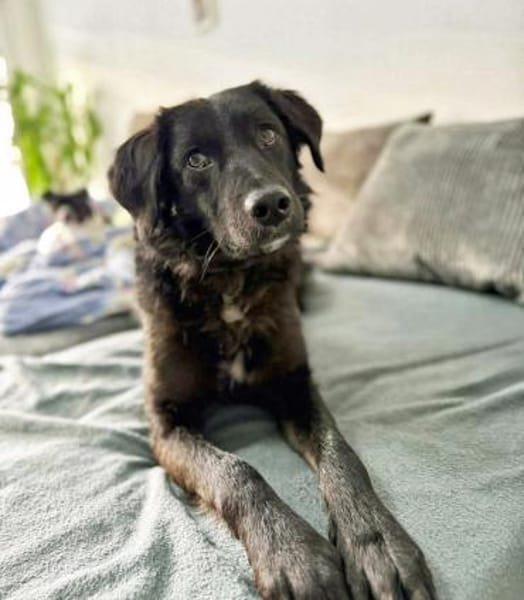 Tito  sensibler Kuschelfreund