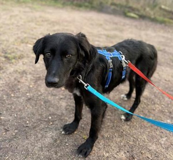 Tito  sensibler Kuschelfreund