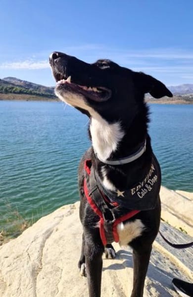 PLUMA-TOLLE LEBENSBEGLEITERIN