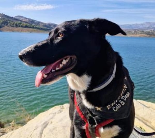 PLUMA-TOLLE LEBENSBEGLEITERIN