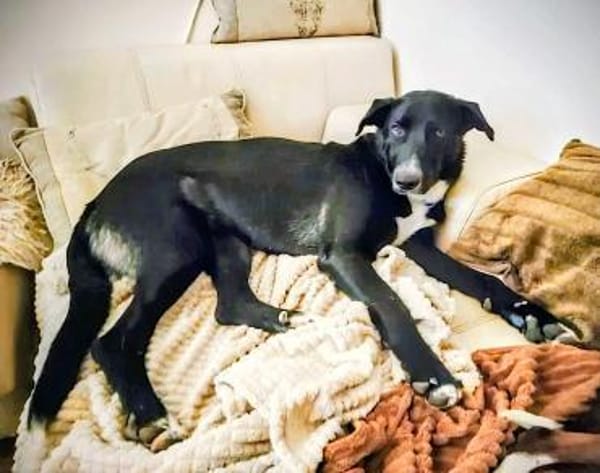 PLUMA-TOLLE LEBENSBEGLEITERIN