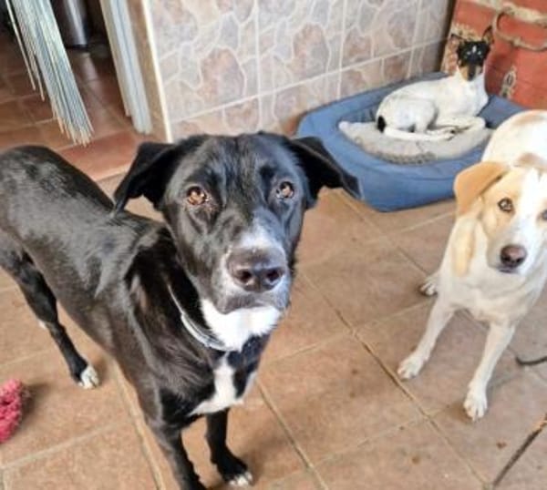 PLUMA-TOLLE LEBENSBEGLEITERIN