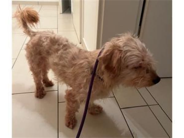 Watson2 - wartet in 96160 Geiselwind