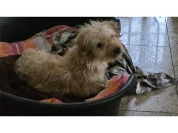 Watson2 - wartet in 96160 Geiselwind