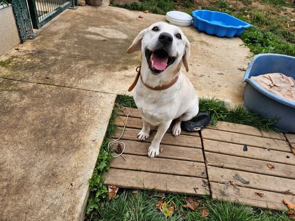 Rufo (en cours d'adoption)