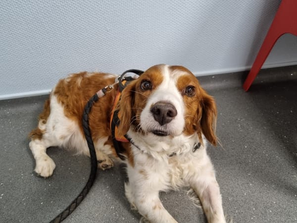 Kovou (ex-Comme vous)