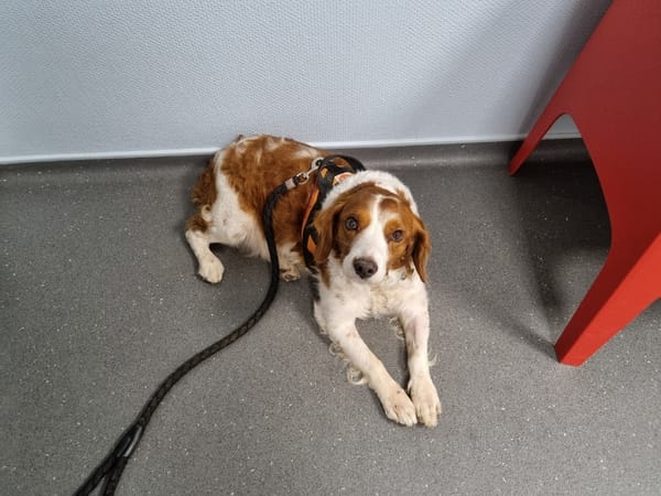 Kovou (ex-Comme vous)