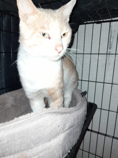 CALIN adulte roux blanc