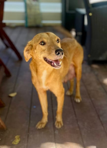 Zéri, femelle berger créole, née le 01/01/2024