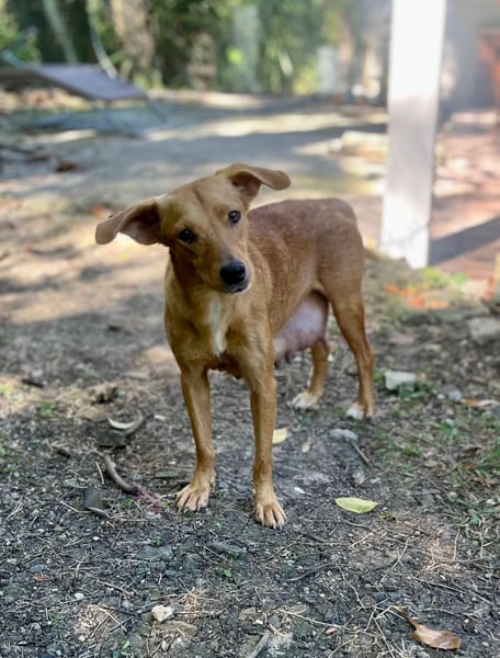 Zéri, femelle berger créole, née le 01/01/2024