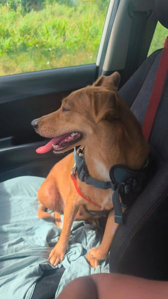 Zéri, femelle berger créole, née le 01/01/2024