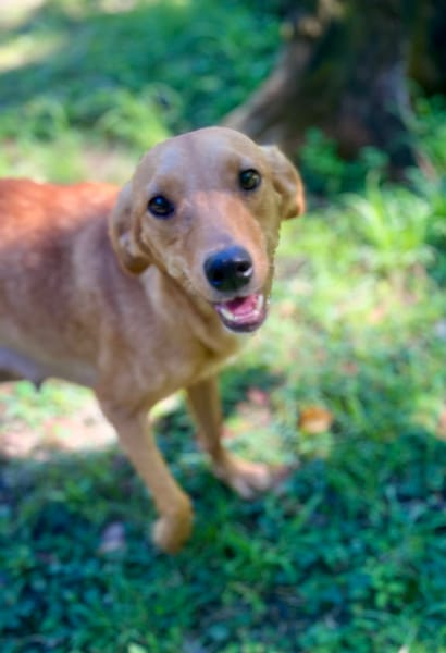 Zéri, femelle berger créole, née le 01/01/2024