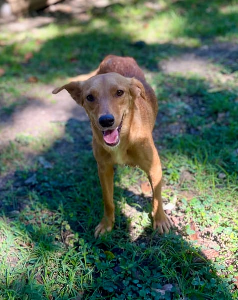 Zéri, femelle berger créole, née le 01/01/2024