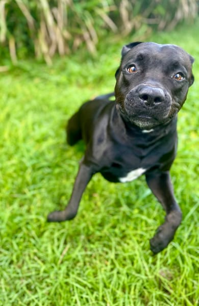 Tito, mâle croisé berger, né le 10/02/2022 🐶