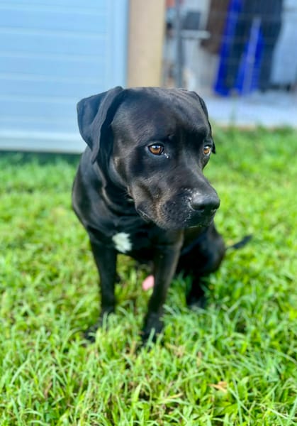 Tito, mâle croisé berger, né le 10/02/2022 🐶