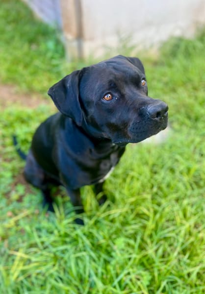 Tito, mâle croisé berger, né le 10/02/2022 🐶