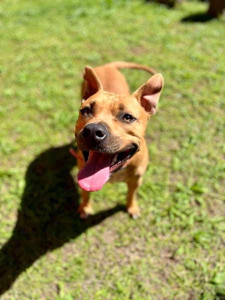 Omy, mâle croisé berger, né le 31/01/2024🐶