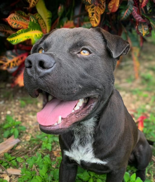 Nounours, mâle croisé Cane Corso, né le 15/05/2025 🐶