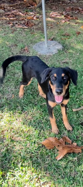 Louna, Femelle X Berger, née le 01/06/2025 🐶