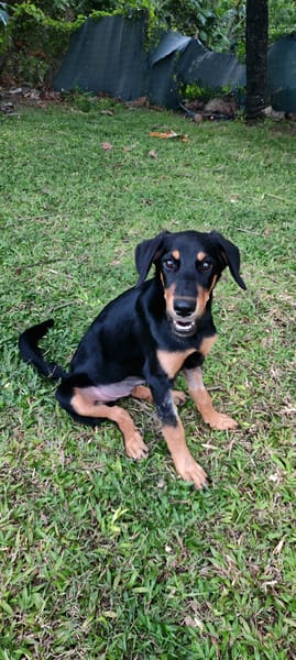 Louna, Femelle X Berger, née le 01/06/2025 🐶