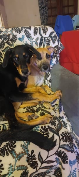 Louna, Femelle X Berger, née le 01/06/2025 🐶