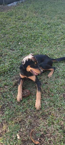 Louna, Femelle X Berger, née le 01/06/2025 🐶