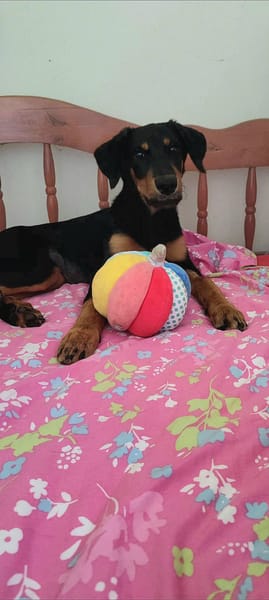 Louna, Femelle X Berger, née le 01/06/2025 🐶