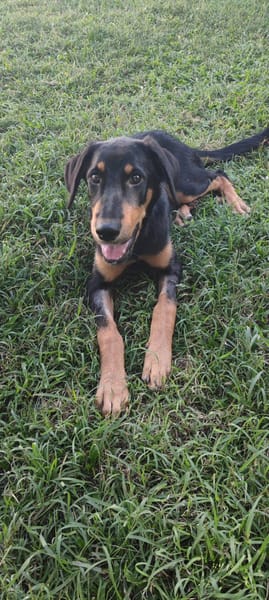 Louna, Femelle X Berger, née le 01/06/2025 🐶