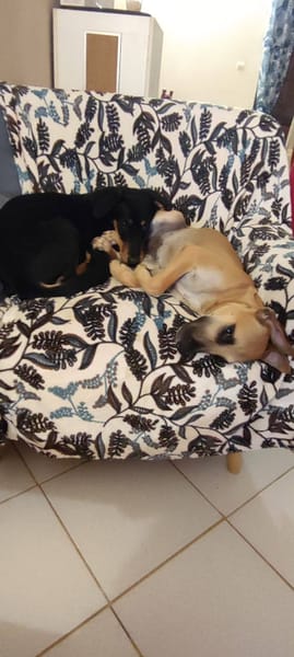 Louna, Femelle X Berger, née le 01/06/2025 🐶