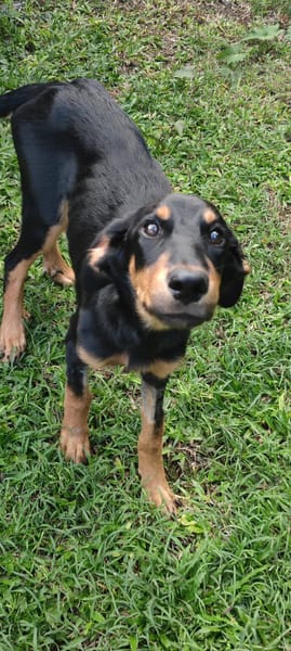 Louna, Femelle X Berger, née le 01/06/2025 🐶