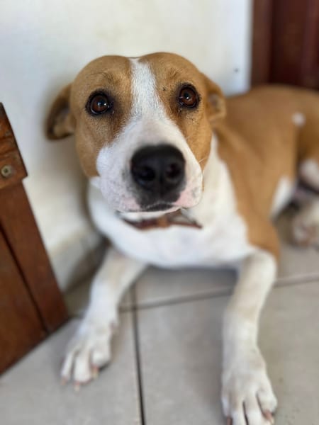 Lizzie, femelle berger, née le 14/04/2024