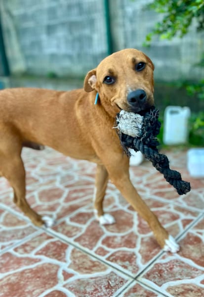 Frisky, mâle X croisé berger , né le 01/04/2025