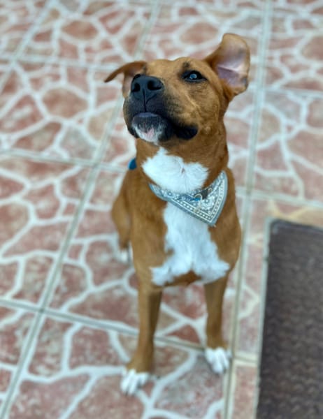 Frisky, mâle X croisé berger , né le 01/04/2025