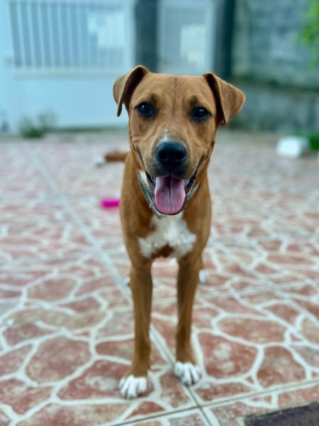 Frisky, mâle X croisé berger , né le 01/04/2025