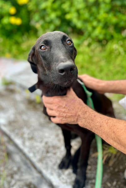 Dusty, mâle croisé berger, né le 15/06/2025 🐶
