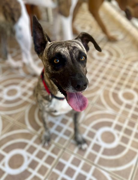 Donna, femelle, croisée berger, née le 10/09/2023