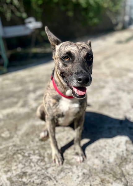 Donna, femelle, croisée berger, née le 10/09/2023