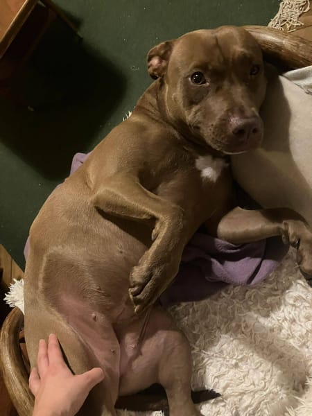 Brooklyn, femelle, Berger X Staffordshire Terrier (Décatégorisée par diagnose), née le 20/04/2022